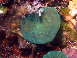 IMG 2868 Artichoke Coral
